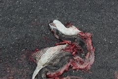 Pantherophis spiloides