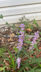 Liriope muscari