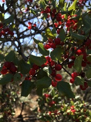 Rhamnus ilicifolia