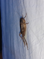 Gryllinae