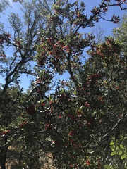 Rhamnus ilicifolia