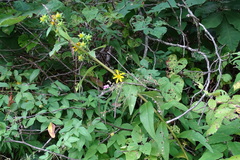 Silphium