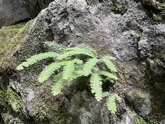 Adiantum aleuticum