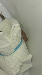 Limnephilus rhombicus