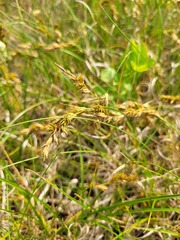 Carex arenaria