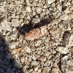 Oedipoda caerulescens