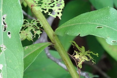 Silphium
