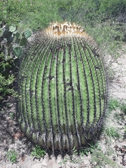 Echinocactus platyacanthus