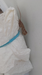 Limnephilus rhombicus