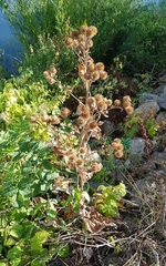 Arctium tomentosum