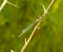 Ischnura hastata