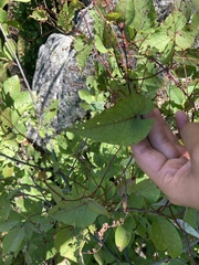 Fallopia