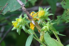 Silphium