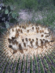 Echinocactus platyacanthus