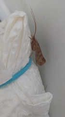 Limnephilus rhombicus