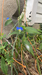 Commelina