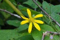 Silphium
