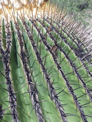 Echinocactus platyacanthus