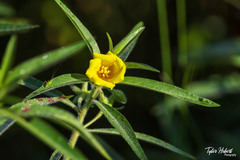 Ludwigia peploides