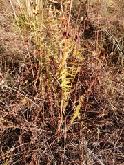 Filipendula vulgaris