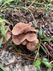 Collybiopsis dichroa