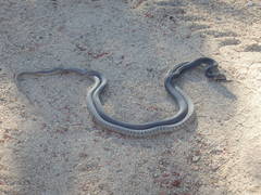Masticophis fuliginosus