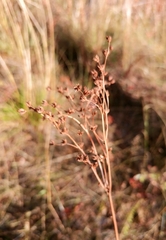 Filipendula vulgaris