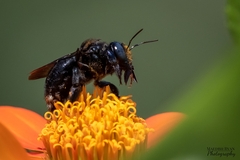 Xylocopa micans