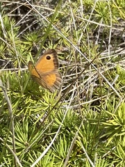 Pyronia tithonus