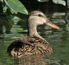 Anas platyrhynchos × fulvigula