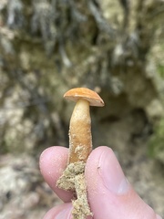 Gyroporus castaneus