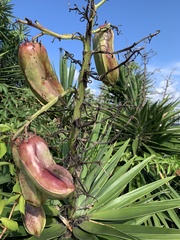 Yucca aloifolia