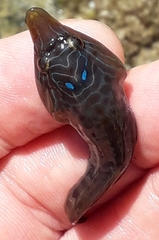 Lepadogaster lepadogaster