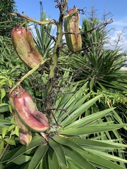 Yucca aloifolia