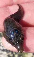 Lepadogaster lepadogaster
