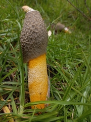 Phallus aurantiacus