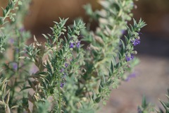 Trichostema lanceolatum
