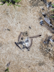 Alaudala heinei