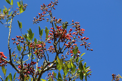 Erythrina falcata