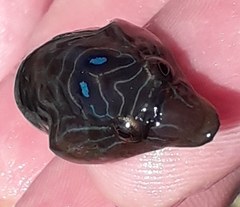 Lepadogaster lepadogaster
