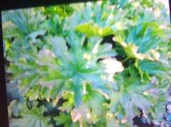 Darmera peltata