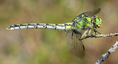 Ophiogomphus cecilia
