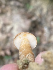 Gyroporus castaneus