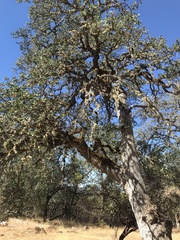 Quercus douglasii