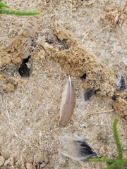 Alaudala heinei