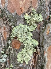 Flavopunctelia flaventior