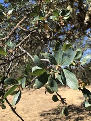 Quercus douglasii
