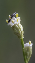 Milichiidae