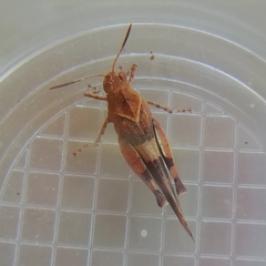 Oedipoda