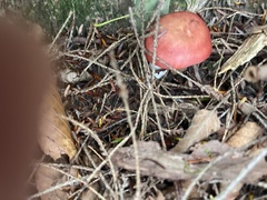 Russula paludosa